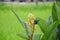 Insects eating sweet pollen from galangal flowers.