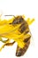 Insects of europe - bees: macro of european honey bee  Apis mellifera isolated on white background climbing on a yellow flower