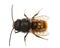 Insects of europe - bees: top view macro of male Osmia cornuta European orchard bee german GehÃ¶rnte Mauerbiene  isolated on