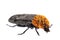 Insects of europe - beetles: side view of red-breasted carrion beetle  Oiceoptoma thoracicum german Rothalsige Silphe   isolated