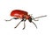 Insects of europe - beetles: top view of scarlet lily beetle  Lilioceris lili  german LilienhÃ¤hnchen isolated on white