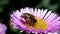 Insects - european honey bee, european honey bee, apis mellifera