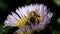 Insects - european honey bee, european honey bee, apis mellifera