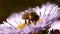 Insects - european honey bee, european honey bee, apis mellifera