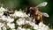 Insects - European Honey Bee, European Honey Bee, Apis mellifera