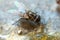 insects flies animals in dirty and smelly places