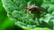 Insects - flies, muscidae, fly