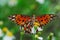 INSECTS- Florida- Close Up of a Gulf Fritillary Butterfly