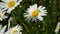 Insects on a flower.Beautiful flower with white petals.Close-up.