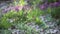 Insects fly over blooming wildflowers among stones