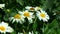 Insects flying and crawling on camomile