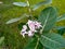 Insects on Fresh Giant calotrope flowers.