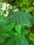 insects on the fresh leaves