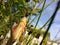 Insects: grasshoppers perched on roadside plants