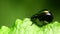 Insects - Green Dock Beetle, Gastrophysa viridula.