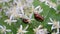 insects, green dung-beetle protaetia aeruginosa bugs on white flowers closeup, meadow insect heap, flower nature, summer