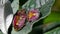 Insects - Hairy Shieldbug, Dolycoris baccarum.