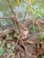 insects hanging from dry branches