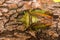 Insects - Hawthorn Shieldbug, Acanthosoma haemorrhoidale
