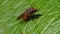 Insects - heineken fly, fly, rhingia campestris