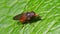 Insects - heineken fly, fly, rhingia campestris