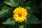 Insects on Heliopsis flowers in the garden in July. Heliopsis is a genus of herbaceous flowering plants in the sunflower family.