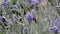 Insects on Lavandula