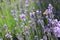 Insects in a lavender field in French Provence