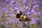 insects on lavender flowers in summer 255