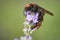 insects on lavender flowers in summer 3