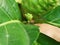 Insects on the leaves of noni fruit trees