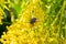 Insects like the bee fly, a bee and a holly blue butterfly on the flowers of the yellow gardenplant goldenrod  Solidago virgaurea