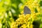 Insects like the bee fly, a bee and a holly blue butterfly on the flowers of the yellow gardenplant goldenrod  Solidago virgaurea