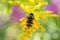 Insects like the bee fly, a bee and a holly blue butterfly on the flowers of the yellow gardenplant goldenrod  Solidago virgaurea