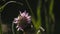 Insects in macro photography. Creative. A large bumblebee sitting on a purple flower in a long green grass.