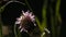 Insects in macro photography. Creative. A large bumblebee sitting on a purple flower in a long green grass.