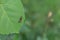 Insects mate on leaf. Natural blurred background