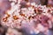 Insects, nature and wildlife: a bumble bee pollinator flying over pink cherry flowers