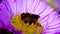 Insects - orange-vented mason bee, mason bee osmia leaiana