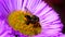 Insects - orange-vented mason bee, mason bee osmia leaiana