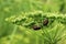 Insects on parsley plant