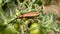 insects perch on green leaves