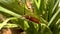 insects perch on green leaves