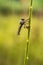 Insects perched on grass stalks