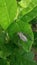 insects perched on the wet green leaves