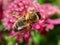 Insects pollinating an astrantia flower