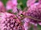 Insects pollinating an astrantia flower