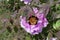 Insects pollinating pink flower of purple leaved tree peony