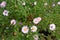 Insects pollinating pink flowers of Michaelmas daisies