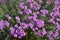 Insects pollinating purple flowers of Symphyotrichum novae-angliae